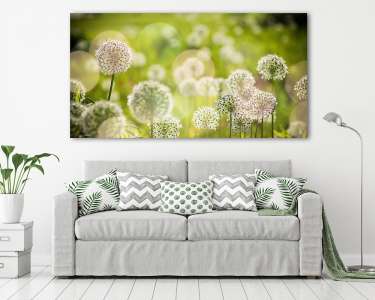Gyönyörű fehér hagymavirág mező (vászonkép) - vászonkép, falikép otthonra és irodába