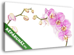 Pink watercolor phalaenopsis orchid branch isolated on white bac - vászonkép 3D látványterv