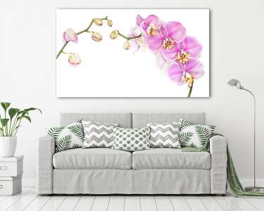 Pink watercolor phalaenopsis orchid branch isolated on white bac (vászonkép) - vászonkép, falikép otthonra és irodába