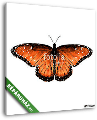butterfly are symmetrical and the top is red with spots , sketch - vászonkép 3D látványterv