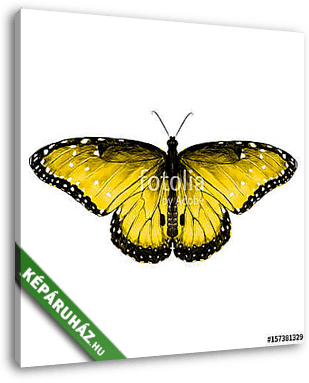 butterfly symmetric top view yellow with spots , sketch vector g - vászonkép 3D látványterv