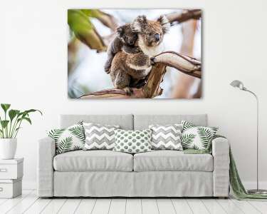 Koala (vászonkép) - vászonkép, falikép otthonra és irodába