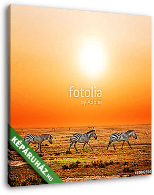 Zebra állomány afrikai  naplementében - vászonkép 3D látványterv