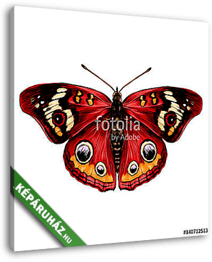 butterfly with open wings top view of symmetry, sketch the graph - vászonkép 3D látványterv