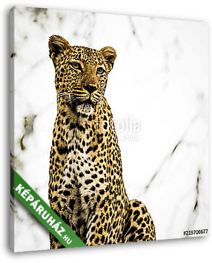 Portrait of Leopard in a Tree, in South Africa - vászonkép 3D látványterv