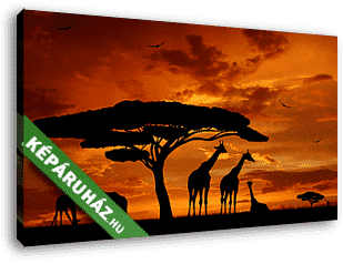 a zsiráfok állománya a napsütésben - vászonkép 3D látványterv