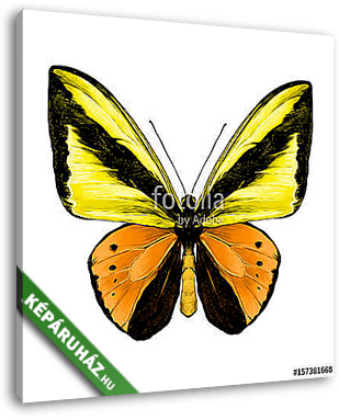 butterfly symmetric top view of orange and yellow flowers, sketc - vászonkép 3D látványterv