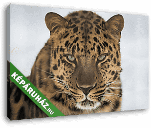 Portrait of the far Eastern leopard - vászonkép 3D látványterv