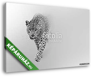 leopard walking out of the shadow into the light digital wildlife art white edition - vászonkép 3D látványterv