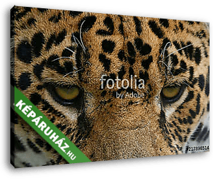 Jaguar head portrait - vászonkép 3D látványterv