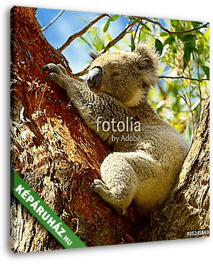 Koalas a Great Ocean Road mentén, Victoria, Ausztrália - vászonkép 3D látványterv
