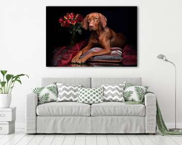 Gyönyörű Vizsla kutya egy csokor rózsával (vászonkép) - vászonkép, falikép otthonra és irodába