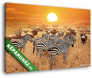Zebra a naplementében a Serengeti Nemzeti Parkban. Afrika. Tanzá - vászonkép 3D látványterv