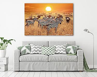 Zebra a naplementében a Serengeti Nemzeti Parkban. Afrika. Tanzá (vászonkép) - vászonkép, falikép otthonra és irodába