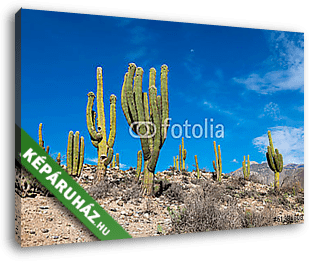 Hegyvidéki táj kaktuszokkal - vászonkép 3D látványterv