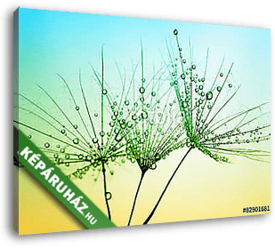 Dandelion seed - vászonkép 3D látványterv