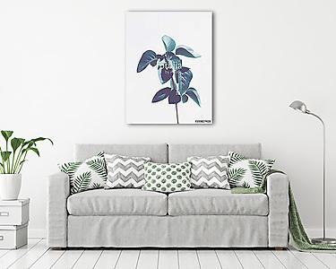 Trópusi növény (vászonkép) - vászonkép, falikép otthonra és irodába