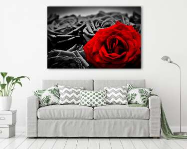 A vörös rózsa, fekete-fehér rózsákkal (vászonkép) - vászonkép, falikép otthonra és irodába