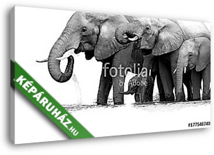 Afrikai elefántok - vászonkép 3D látványterv
