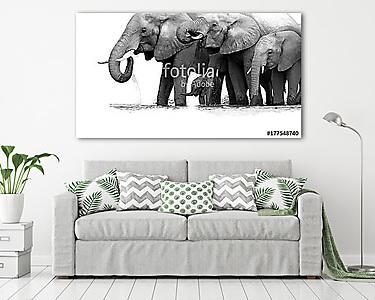 Afrikai elefántok (vászonkép) - vászonkép, falikép otthonra és irodába