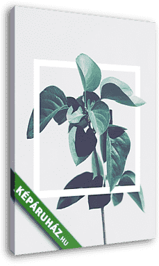 Trópusi növény fehér négyzettel - vászonkép 3D látványterv