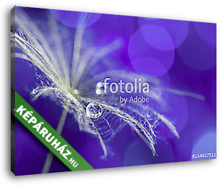 Dandelion macro with drops of dew on the ultra violet background - vászonkép 3D látványterv