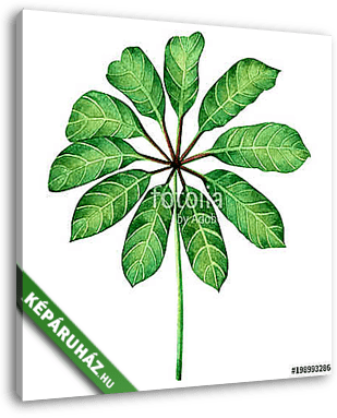 Watercolor painting green leaves,palm leaf isolated on white bac - vászonkép 3D látványterv
