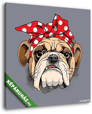 Bulldog portrait in a headband. Vector illustration. - vászonkép 3D látványterv