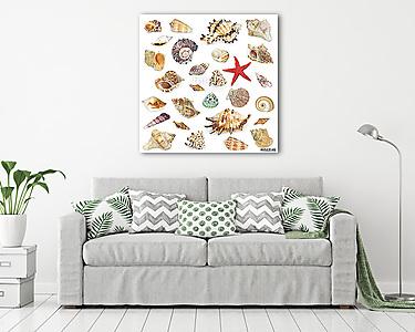 Seashel kollekció fehér háttérrel. (vászonkép) - vászonkép, falikép otthonra és irodába