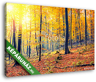 Színes és ködös őszi erdő - vászonkép 3D látványterv
