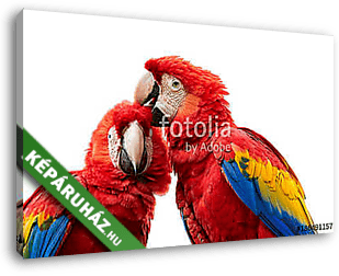 Ara papagáj pár - vászonkép 3D látványterv