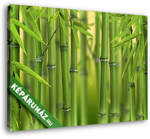 Bambuszcsírák erdeje - vászonkép 3D látványterv