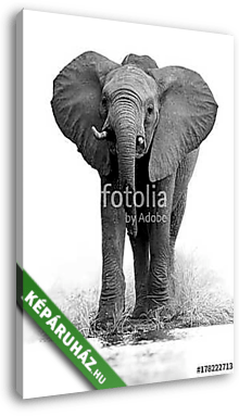 Afrikai elefánt - vászonkép 3D látványterv