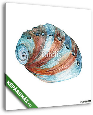 Illustrations of sea shells. Marine design. Hand drawn watercolo - vászonkép 3D látványterv