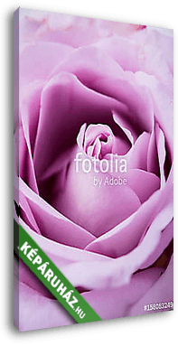 purple, mauve color fresh summer rose macro shot, natural abstra - vászonkép 3D látványterv