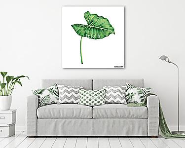 Watercolor painting coloasia,green leaves,palm leaf isolated on  (vászonkép) - vászonkép, falikép otthonra és irodába