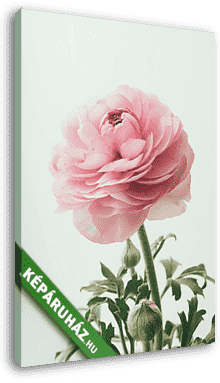 pastel pink buttercup - vászonkép 3D látványterv
