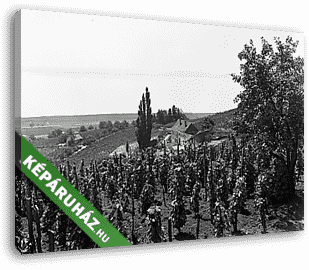 Badacsony szőlővesszei 1934 - vászonkép 3D látványterv