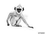Langur majom fekete fehérben vászonkép, poszter vagy falikép