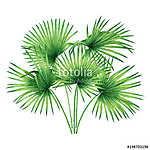 Watercolor painting tree coconut,palm leaf,green leave isolated vászonkép, poszter vagy falikép