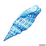 Illustrations of blue sea shells. Marine design. Hand drawn wate vászonkép, poszter vagy falikép