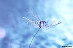 Macro of dandelion with water drops. Dandelion seeds on a beauti vászonkép, poszter vagy falikép