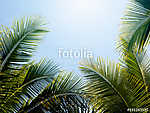 green coconut palm leaf against blue sky with bright sun light n vászonkép, poszter vagy falikép