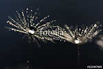 Dandelion macro with droplets of water.Selective focus vászonkép, poszter vagy falikép