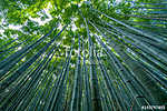 Early morning sky view through bamboo stalks at Sagano Arashiyam vászonkép, poszter vagy falikép