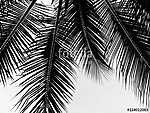 beautiful palms leaf on white background vászonkép, poszter vagy falikép