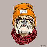 Bulldog portrait in a hipster hat and with Knitted scarf. Vector vászonkép, poszter vagy falikép