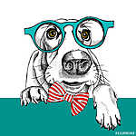 The image dog Basset Hound portrait in the glasses and with bow. vászonkép, poszter vagy falikép
