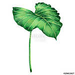 Watercolor painting big green leaves,palm leaf isolated on white vászonkép, poszter vagy falikép