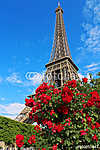 Eiffel-torony a vörös rózsa bokor mögött vászonkép, poszter vagy falikép